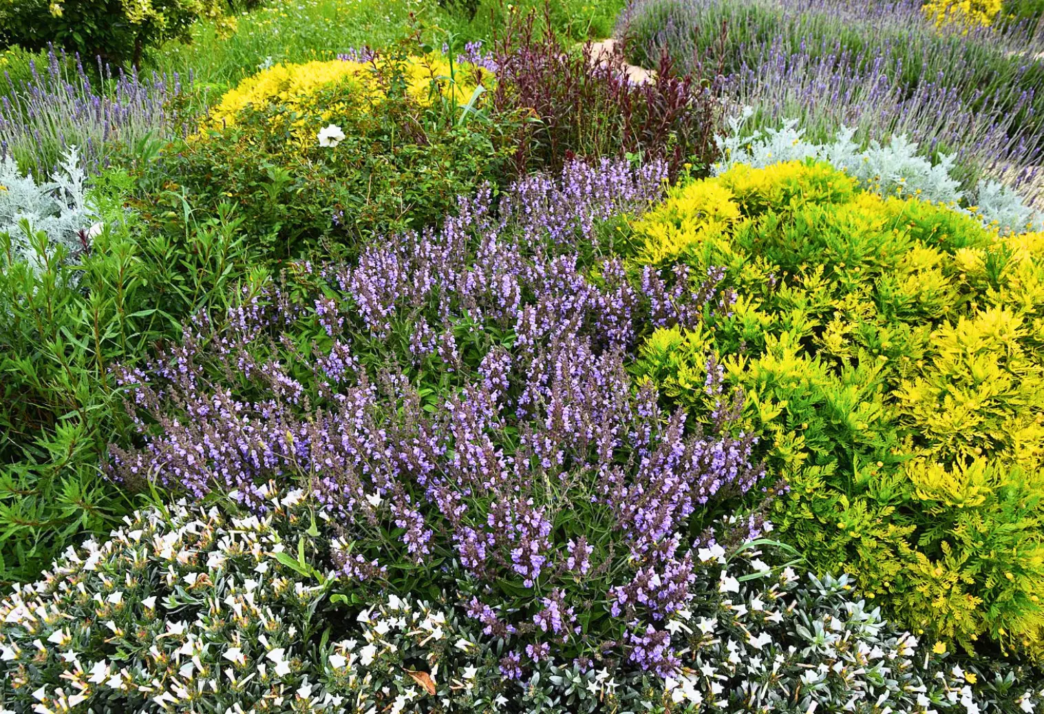 Llubí — Garden Design Llubí, Mallorca, Image 11